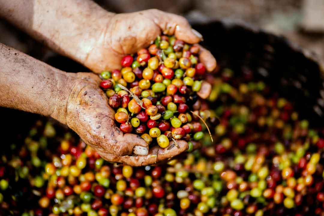 coffee-in-hands