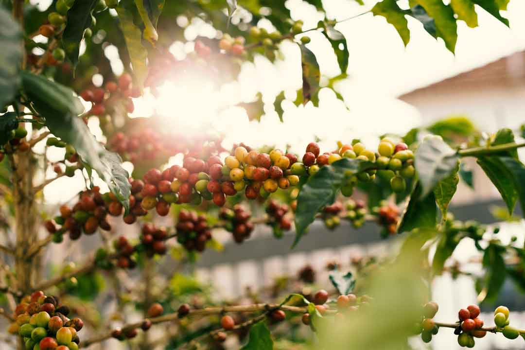 coffee-plant